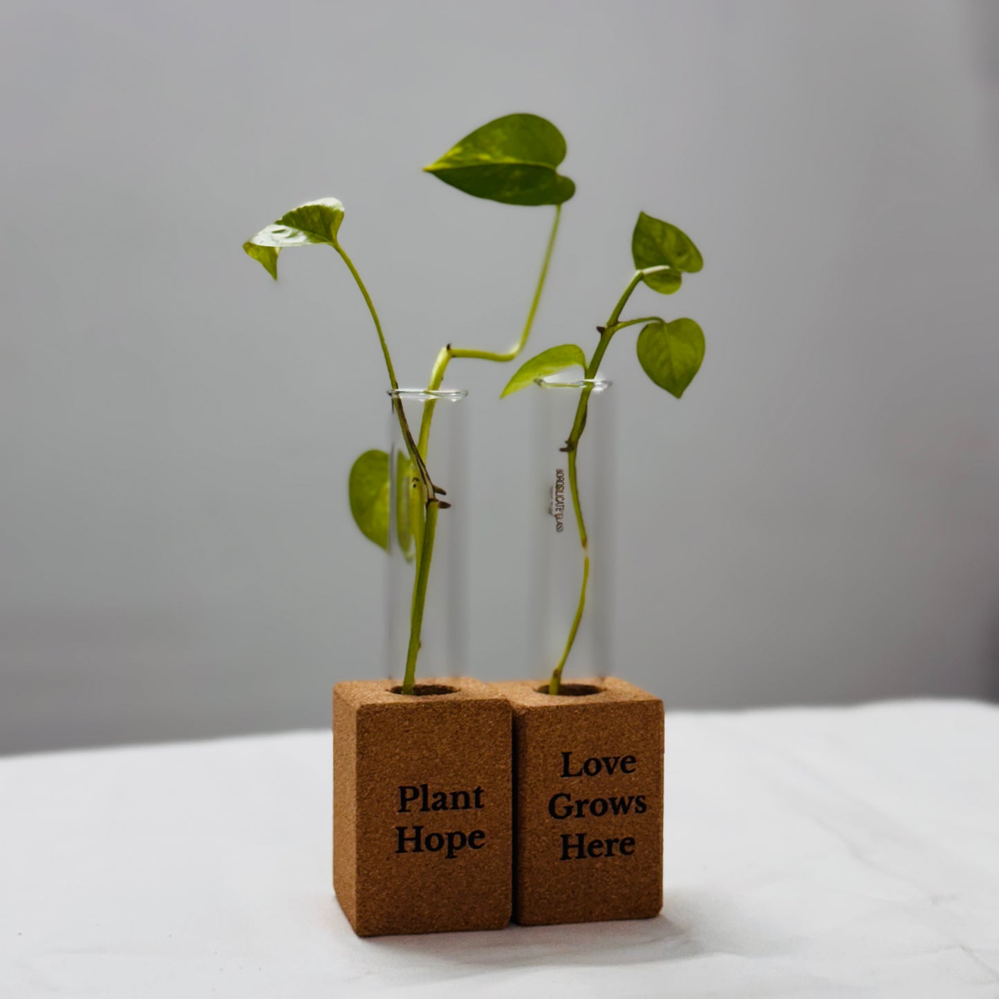 Cork Planter Magnet Pack Of 2